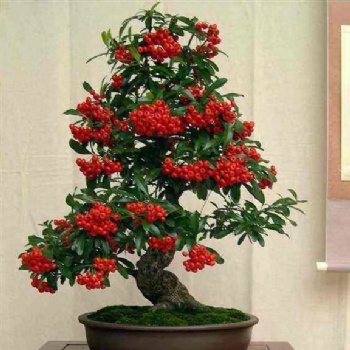 Pyracantha fortuneana seed