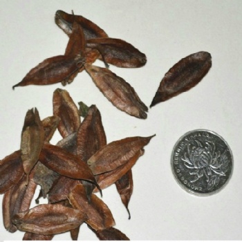 Eucommia ulmoides seed