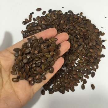 Leucaena glauca seed