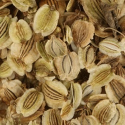 Angelica dahurica seed