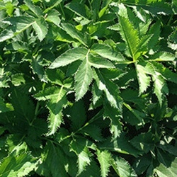 Angelica dahurica seed