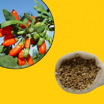 Goji berry seed