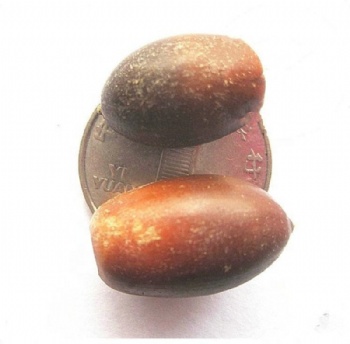 Quercus glauca seeds