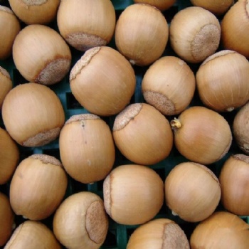 Quercus glauca seeds