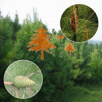 Chinese red pine seed