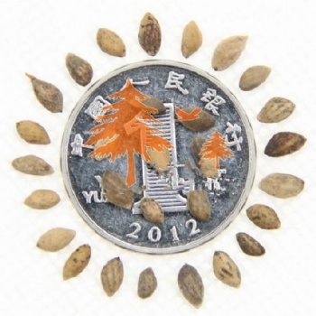 Chinese red pine seed