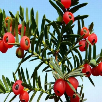 Taxus chinensis