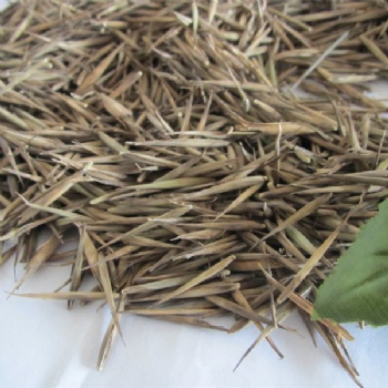 Moso bamboo seed