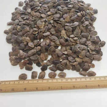 Dalbergia odorifera seed