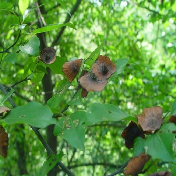 Paliurus Seeds