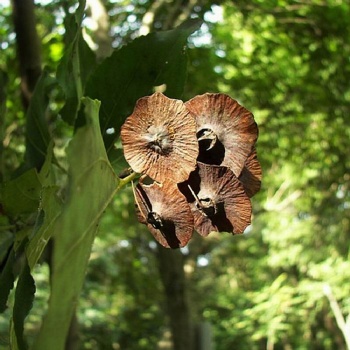 Paliurus Seeds