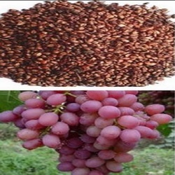 Grape seeds