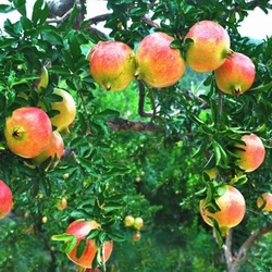 Pomegranate seed