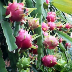 dragon fruit seed