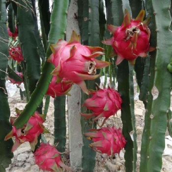 dragon fruit seed