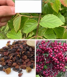 Viburnum plicatum seed