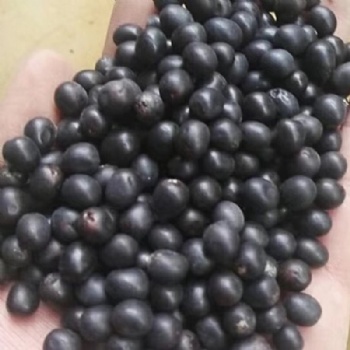 Canna indica seed