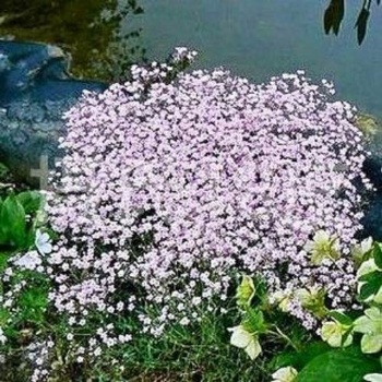 Babysbreath seeds