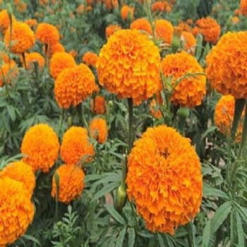 Marigold Seeds