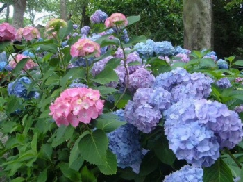 Hydrangea seed