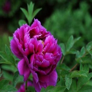 Peony flower seeds