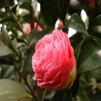 Common Camellia seed