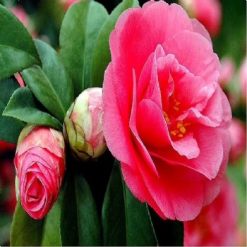 Common Camellia seed