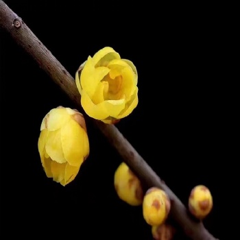 Chimonanthus praecox seed