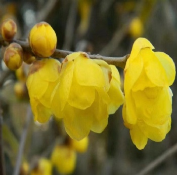 Chimonanthus praecox seed