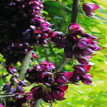 Mucuna sempervirens seed