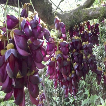 Mucuna sempervirens seed