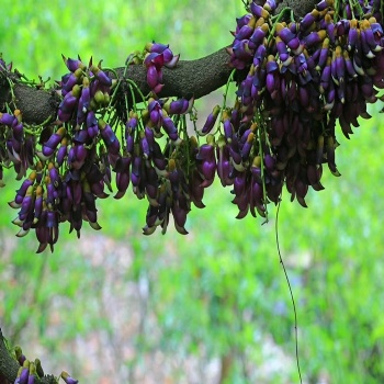 Mucuna sempervirens seed