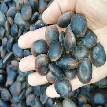 Mucuna sempervirens seed