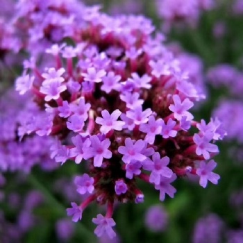 Verbena officinalis seed