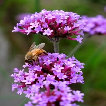 Verbena officinalis seed