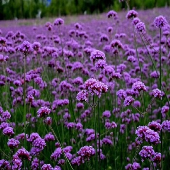 Verbena officinalis seed