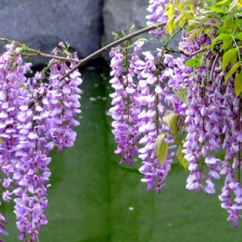 wisteria seed