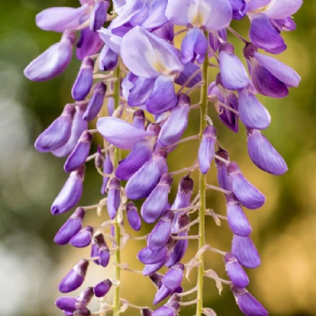 wisteria seed