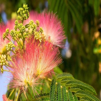 Albizia julibrissin seed