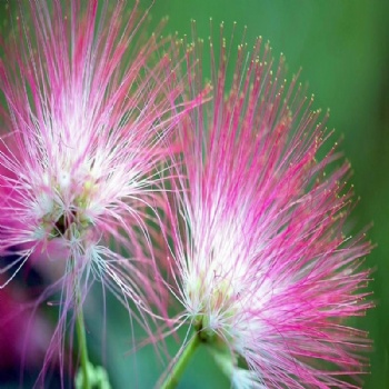 Albizia julibrissin seed