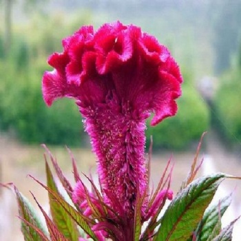 Celosia cristata seed