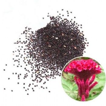 Celosia cristata seed