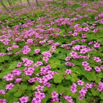 Oxalis corniculata Seed