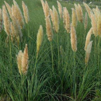 pampas grass seed