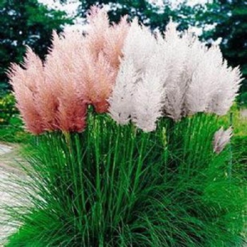 pampas grass seed