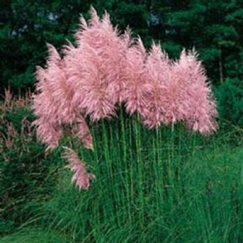 pampas grass seed