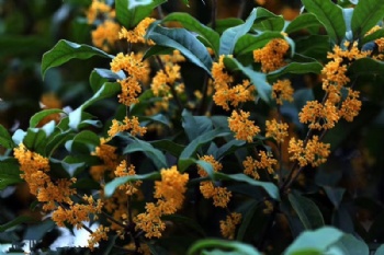 Osmanthus fragrans