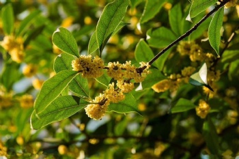 Osmanthus fragrans