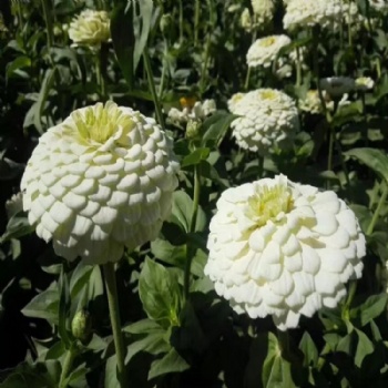 Zinnia seed