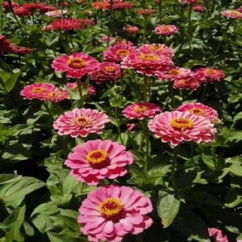 Zinnia seed